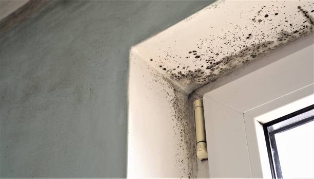 Best Water Damage & Mold Remediation  in Cayuga, IN